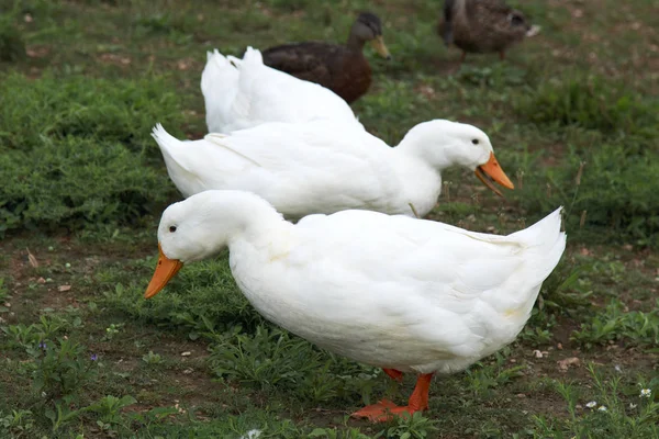 Two White Ducks Searching Food River Bank Sunny Day — Stock Photo, Image