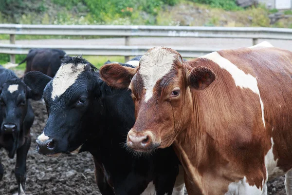 Islak ve kirli inekler çamurlu bir tükenmez kalemle.