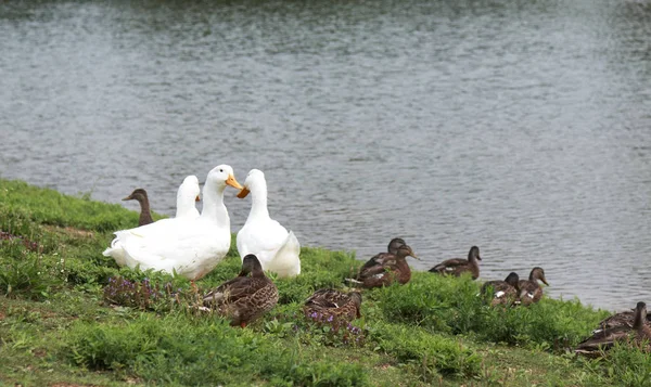 Patos Brancos Castanhos Caminhando Grupo Longo Margem Rio — Fotografia de Stock