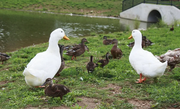 Güneşli bir günde banka beyaz ördek ve nehir boyunca yürüyen kahverengi ördek yavrusu