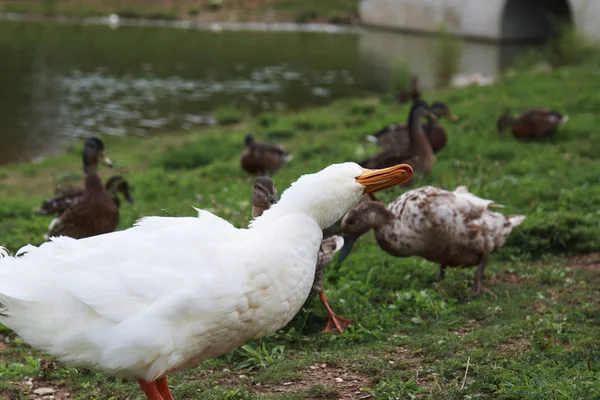 Beyaz Ördek Başını Birikintisi Yakın Duran Kaşıntı — Stok fotoğraf