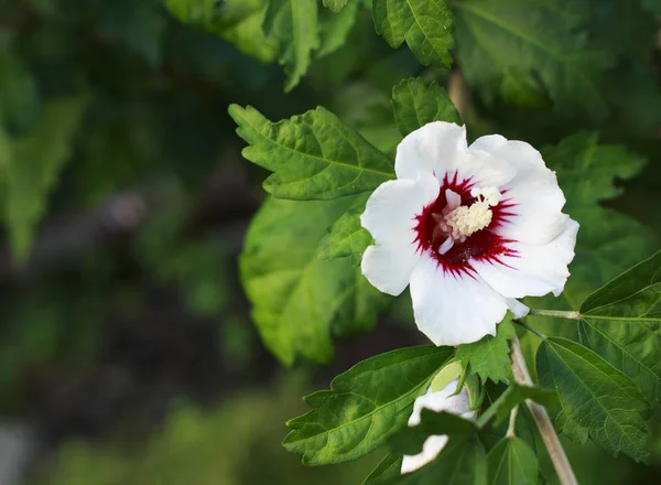 White Rose of Sharon çalı