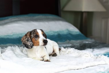 cute white piebald dachshund puppy dog laying relaxed on the bed clipart
