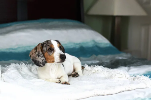 Lindo blanco piebald dachshund cachorro tendido relajado en la cama —  Fotos de Stock