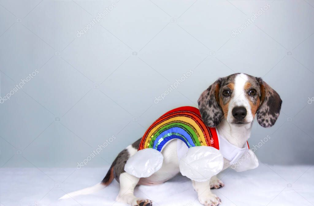halloween white sausage dachshund dog isolated on blank backgrou