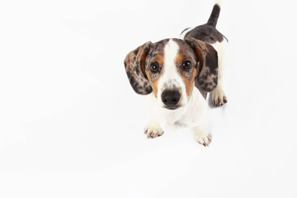 stock image little cute dachshund puppy dog looking at the camera on plain w