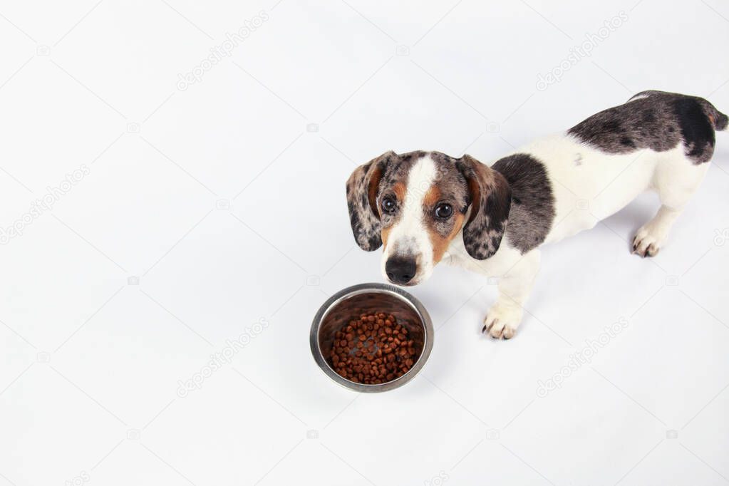 little cute dachshund puppy dog eating puppy food in a silver bo