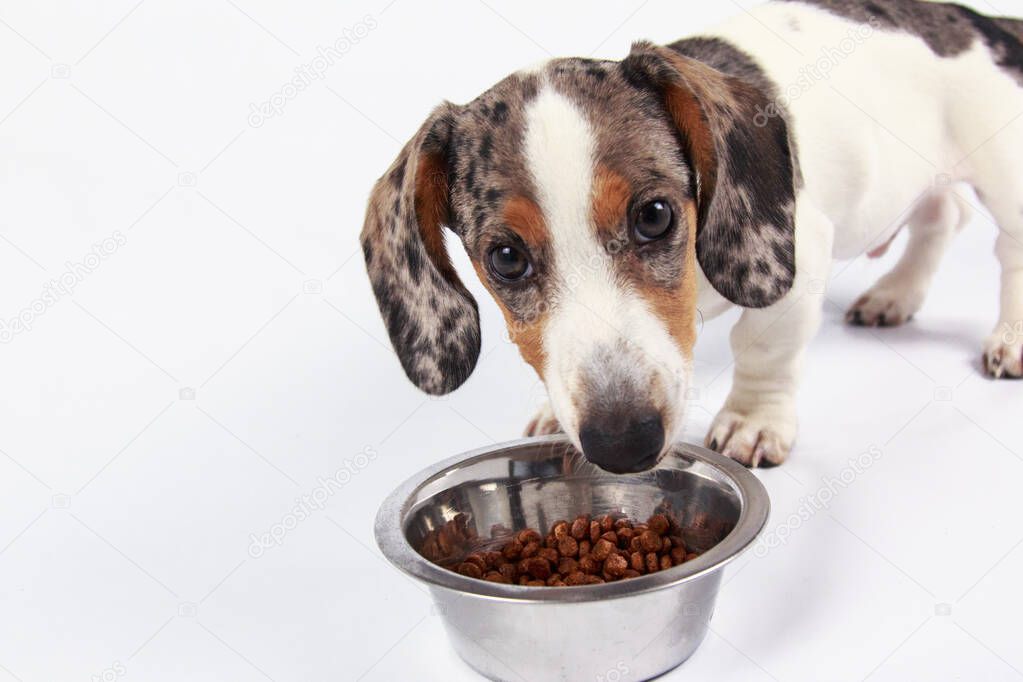 little cute dachshund puppy dog eating dog food in a bowl on pla