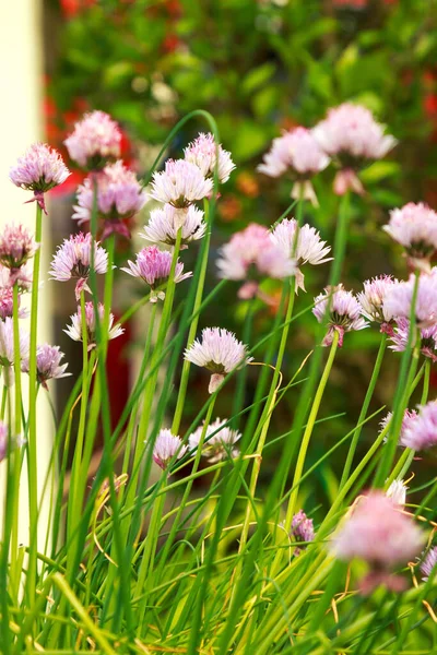 Bahçede dikey yetişen uzun soğan çiçekleri..