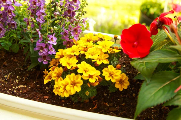 Güneşli bir günde çiçek kutusunda açan renkli bahar çiçekleri..