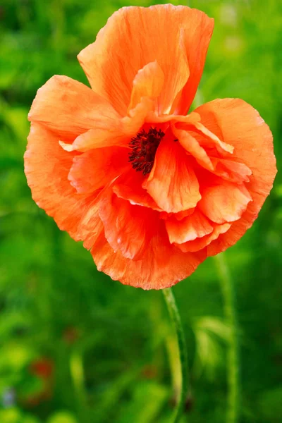 Belle Fleur Pavot Orange Éclatante Fleurissant Dans Jardin Sur Une — Photo