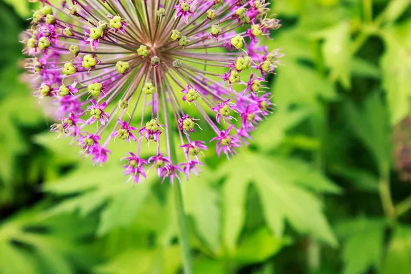 Allium Hollandicum Purple Sensation Alho Holandês Flor Florescendo Jardim — Fotografia de Stock