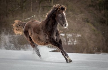 Beyaz karda çalışan tayı