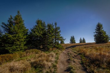 Sonbahar çimenlerin üzerinde çayır yakınındaki Dlouhe Strane, Jeseniky, Çek Cumhuriyeti
