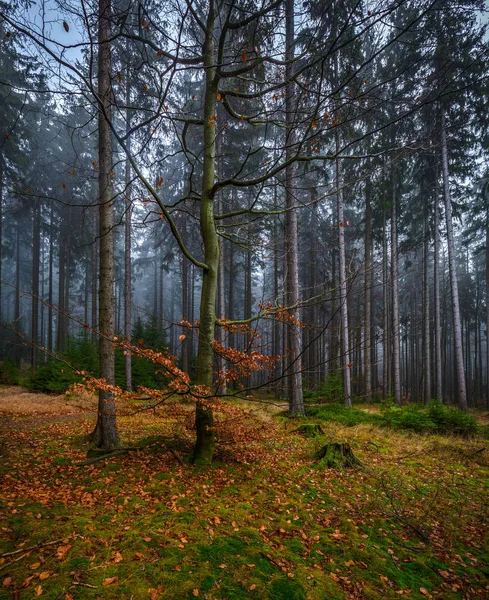 Creepy mystic forest with green grass and colorful fallen trees in Czech Moravian highland, Zdarske vrchy, Czech Republic