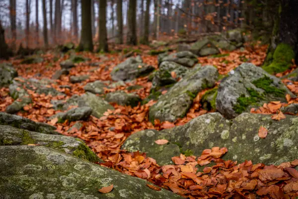 Κλείστε Επάνω Φθινοπωρινό Δάσος Βράχια Γεμάτο Βρύα Και Ζωηρόχρωμα Πεσμένα — Φωτογραφία Αρχείου