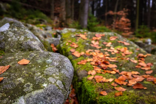 Закрыть Осенний Лес Камнями Полными Плесени Цветных Опавших Листьев — стоковое фото