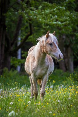 Çok güzel kestane halfing Tay ormandaki yeşil çayır üzerinde otlatma