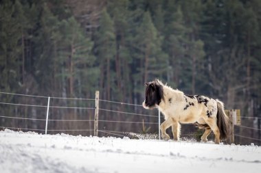Sevimli siyah beyaz midilli karda yürüme