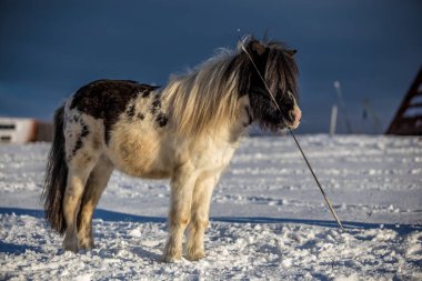Siyah ve beyaz midilli ayakta karda