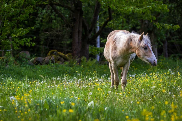 Adorable Chestnut Halfing Foal Grazing Green Meadow Forest — Stock Photo, Image