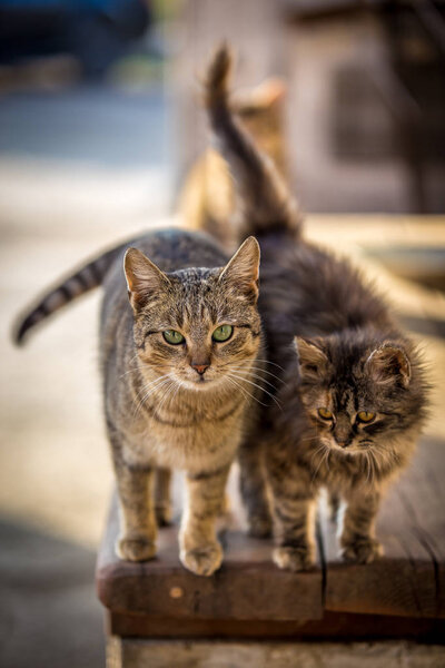 Two adorable tabby cats standing on the table and waiting for food