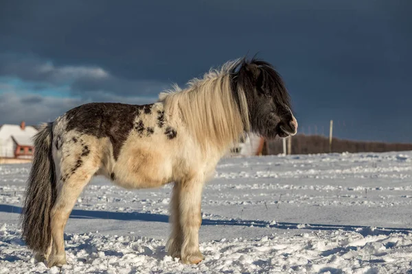 Svart Och Vitt Ponny Stående Snön — Stockfoto