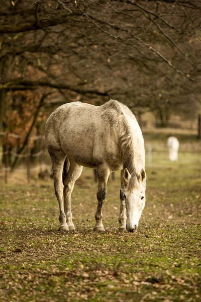 Dirty White Horse Grazing Pasture — Stock Photo, Image