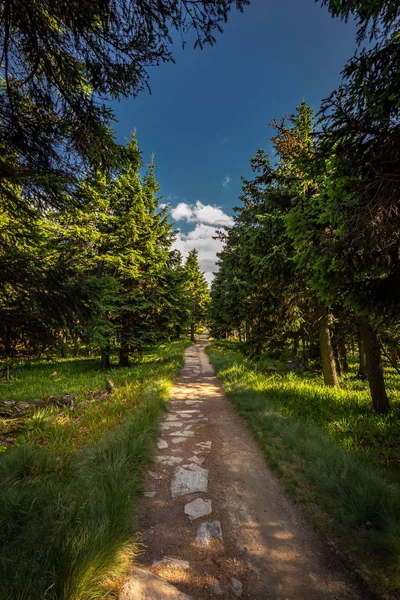 Velky Keprnik Jeseniky Çek Cumhuriyeti Için Serak Gelen Ormandaki Yeşil — Stok fotoğraf
