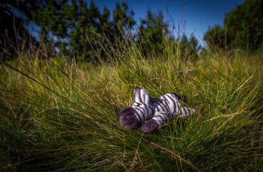 Jeseniky, Serak, Çek Cumhuriyeti yeşil çimlere yatan Zebra portre üzerinde toy dolması