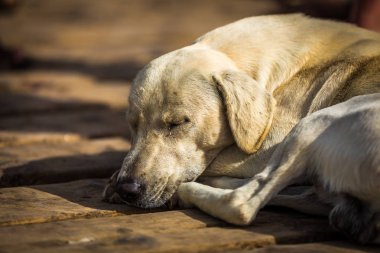 Köpek Santa Maria, Sal, Cabo Verde ahşap bir iskele üzerinde uyuyor