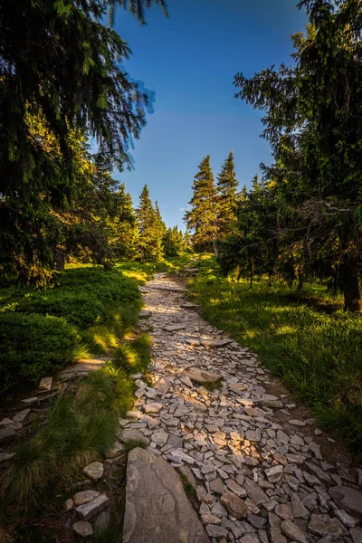 Forest rocky path from Obri Skaly to the peak of Serak with green pine trees and scenic blue cloudy sky, Jeseniky, Czech Republic