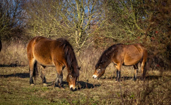 Dois Cavalos Selvagens Exmoor Pônei Pastando Masovice Podyji República Checa — Fotografia de Stock