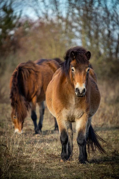 Portrait Cute Wild Horse Exmoor Pony Grazing Masovice Podyji Czech — Stock Photo, Image