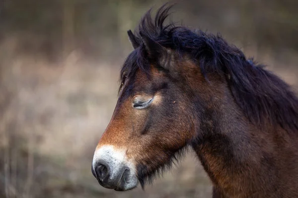 Closeup portrait, head of cute, sleepy wild horse with closed eyes, exmoor pony in Masovice, Podyji, Czech Republic