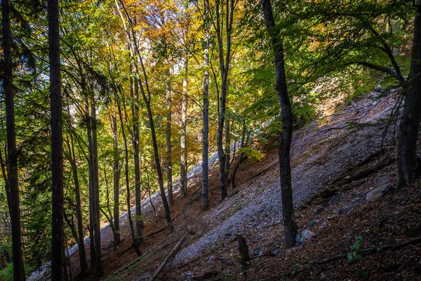 Colorful Autumn Forest Rubble Field Way Top Stadelwand Alpen Lower — Stock Photo, Image