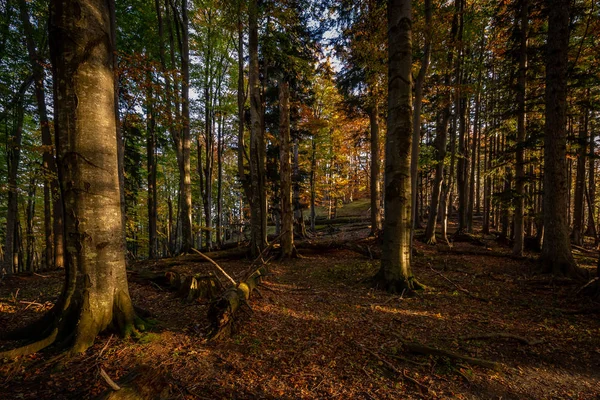 Осенний Коричневый Желтый Лес Полный Опавших Листьев Пути Вершине Stadelwand — стоковое фото