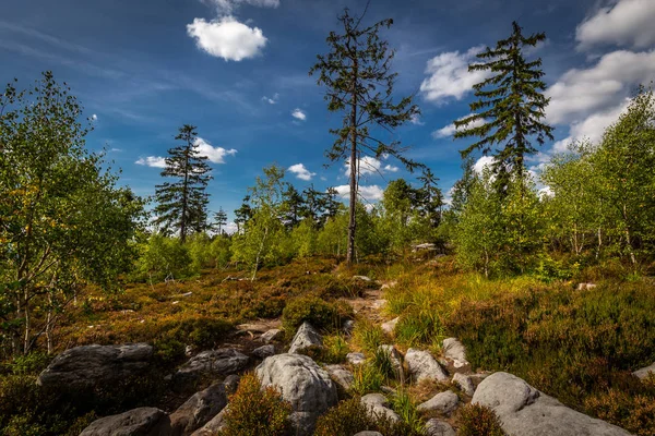 Зеленый Еловый Лес Скалами Впечатляющим Голубым Облачным Небом Возле Каменного — стоковое фото