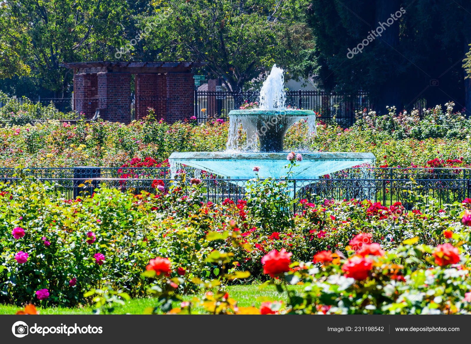 Water Fountain Surrounded Beautiful Roses Municipal Rose Garden