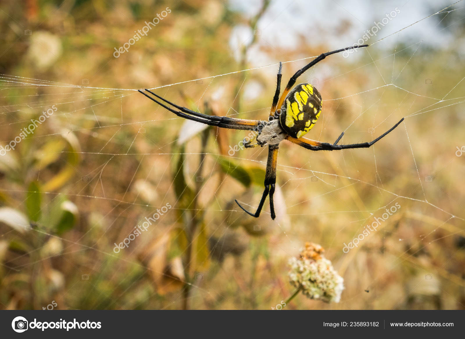 Large Female Garden Spider Argiope Aurantia Alviso Marsh San