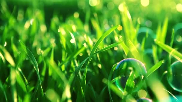 Färska Gröna Gräset Med Vatten Droppar Bakgrunden Solljus Balkar Mjukt — Stockvideo