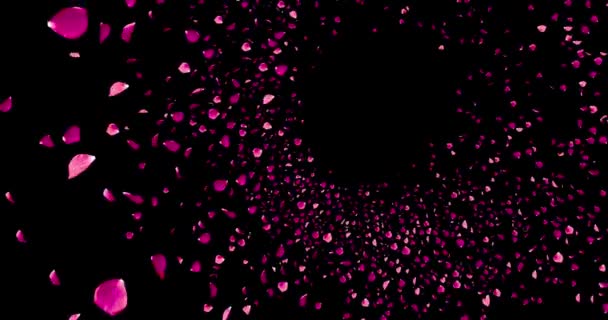 Animation Pink Violet Rose Petals Flying Vortex Black Background Love — Stock Video