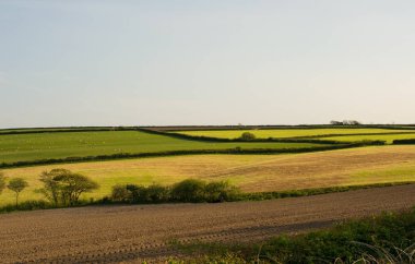 Kırsal alanlar ve hedges Bideford Devon, İngiltere'de yakın. Erken yaz.