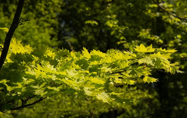 Shirasawanum 补血树在英国花园的叶子 — 图库照片