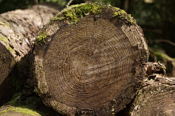 Tree Trunk Weergegeven Ringen Snijden Met Mos Litchen — Stockfoto