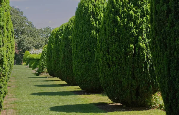 Linia Yew Drzew Ogrodzie Angielskim Anglia — Zdjęcie stockowe