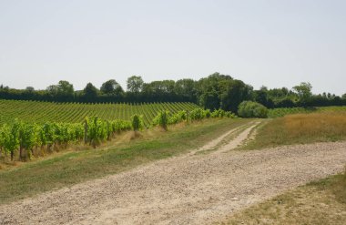 Surrey, İngiltere'de İngilizce bağ üzüm satırlarının izleyeceğinizi