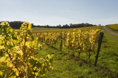 Asma Güz, Surrey, İngiltere