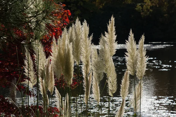 Samambaias em Sheffield Park Gardens — Fotografia de Stock