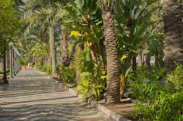 Boulevard in Alicante, Spanje — Stockfoto